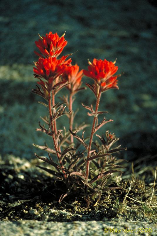 JTree-1999-175.jpg - Desert Flowers