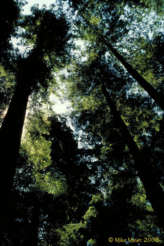 California-1999-111.jpg - California Redwoods