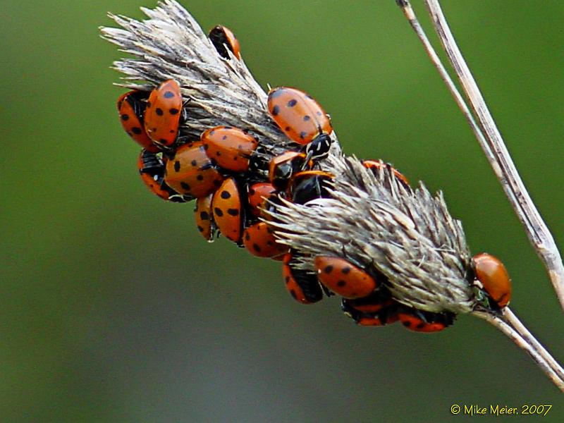 California-2006-13.jpg - Lady Bug Festival