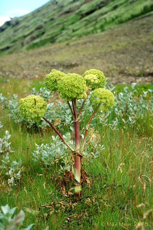 Iceland-1998-42.jpg - Interesting vegetation on the valley leading to Skeioararjökull