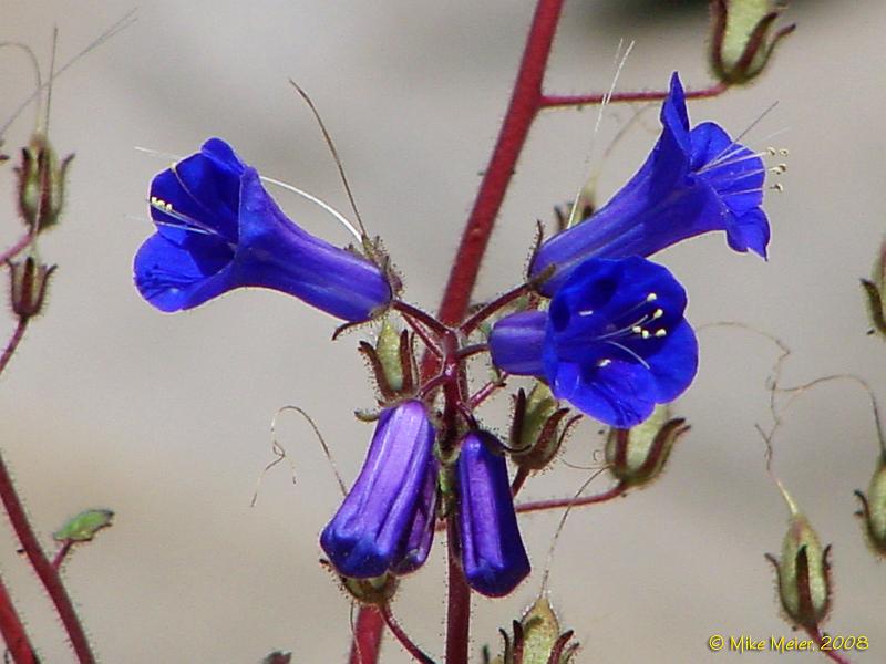 JTree-2004-04.jpg - Canterbury Bells