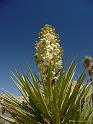JTree-2004-03