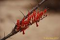 JTree-2007-03