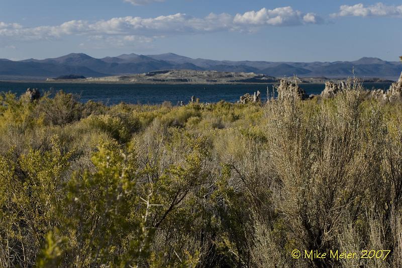 MonoLake-2007-04.jpg - Vegetation at Mono Lake, Paoha Island in the distance