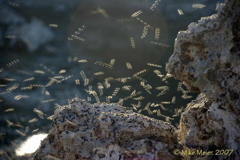 MonoLake-2007-10.jpg - Brine flies