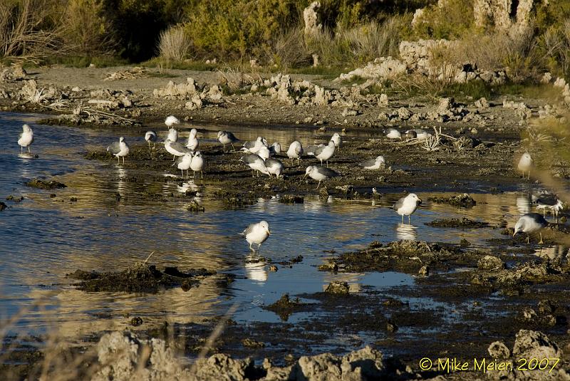MonoLake-2007-11.jpg - California Gulls