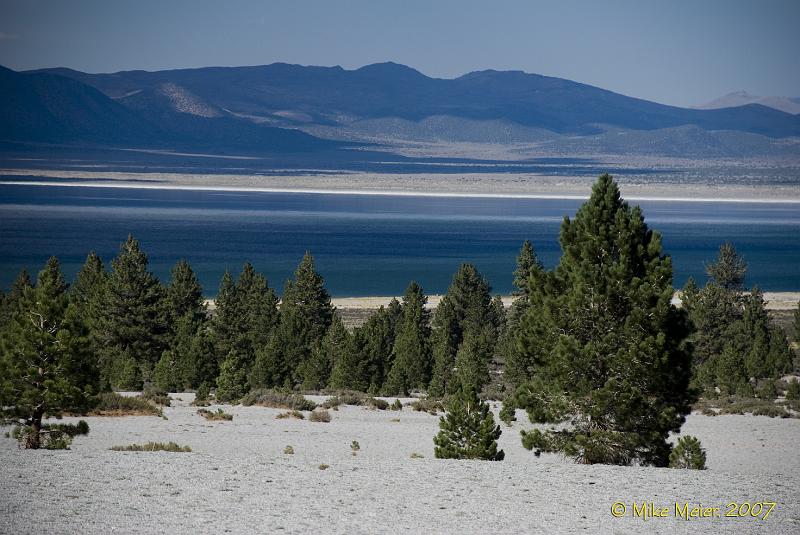 MonoLake-2007-21.jpg - Mono Craters ash field and forest