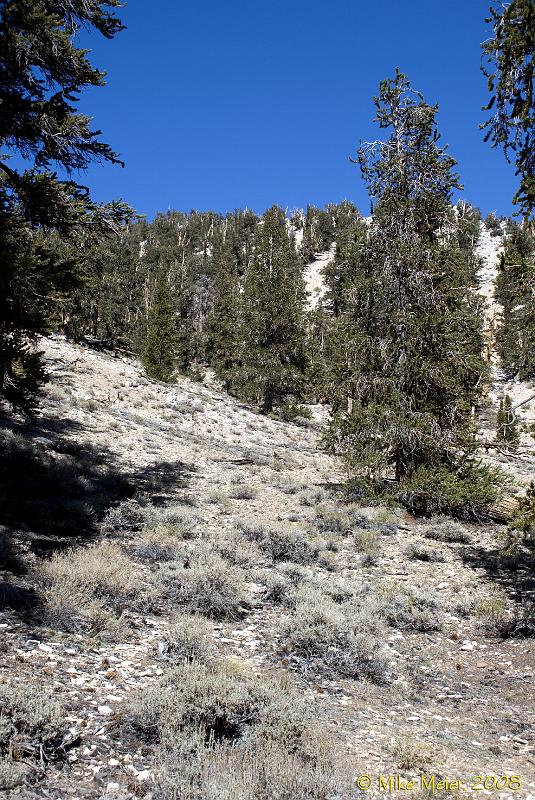 WhiteMtn-2007-02.jpg - Bristlecone pine forest on a dolomite rich mountain side